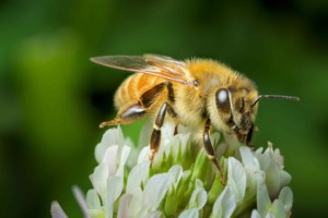 Honeybee_on_clover,_New_Zealand