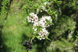 Kanuka-Kunzea_ericoides