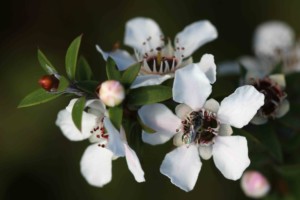 Manuka_flowers_and_native_bee