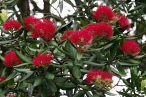 NZL-pohutukawa