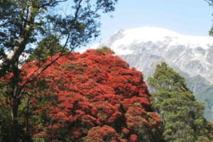 Rata-tree