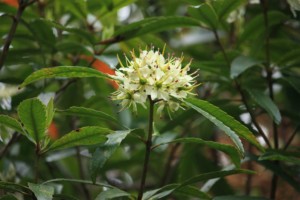 Tawari
