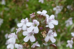 Thyme – By Magnus Manske – Own work, CC BY-SA 3.0, https://commons.wikimedia.org/w/index.php?curid=10797478